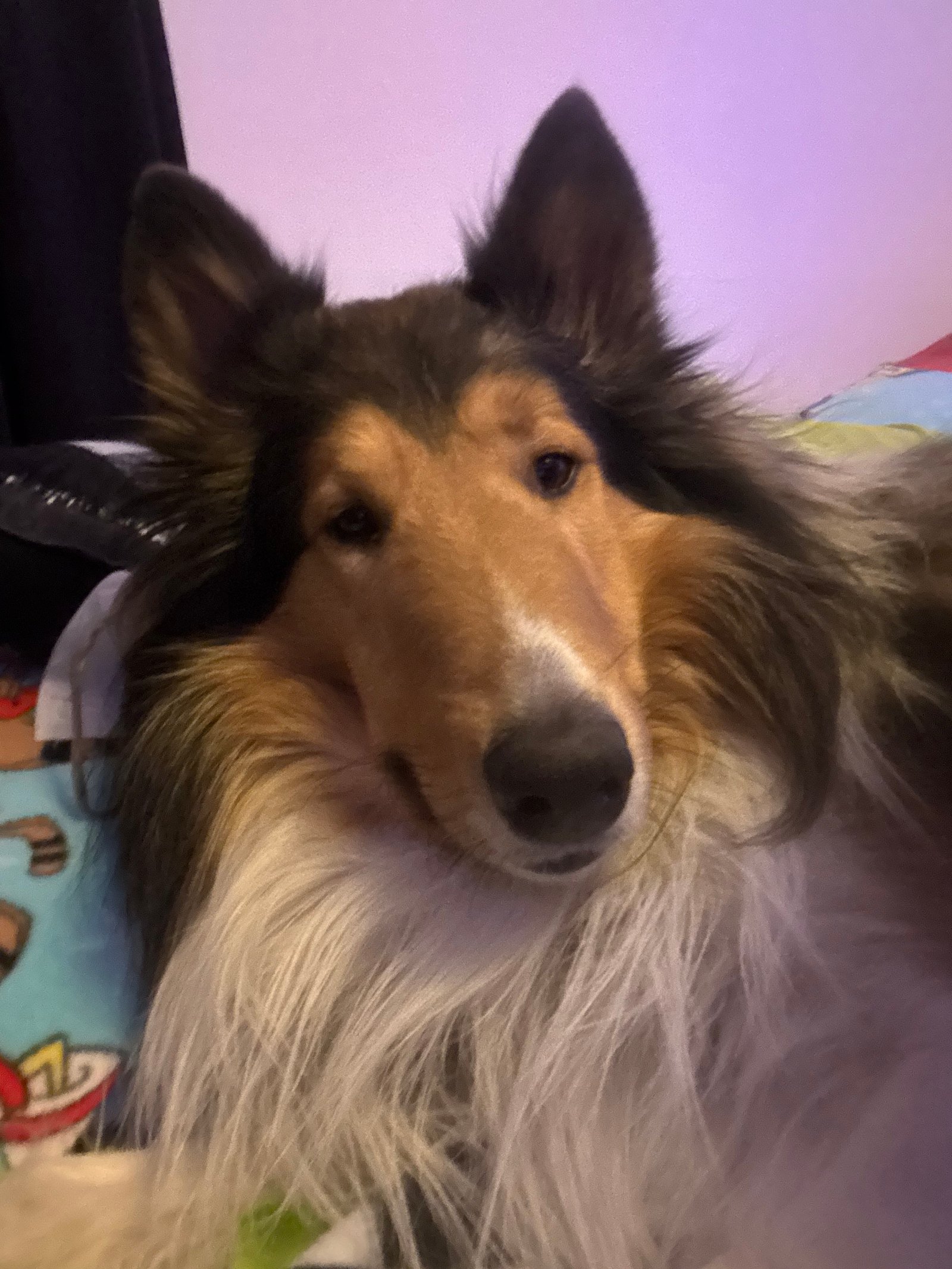 Max, my Scotch Collie